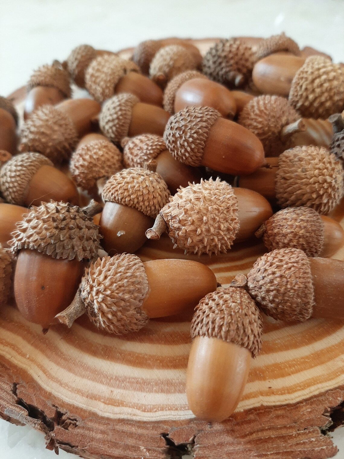 Real Acorns 30pcs Acorns Seeds With Cups Fall Autumn Etsy