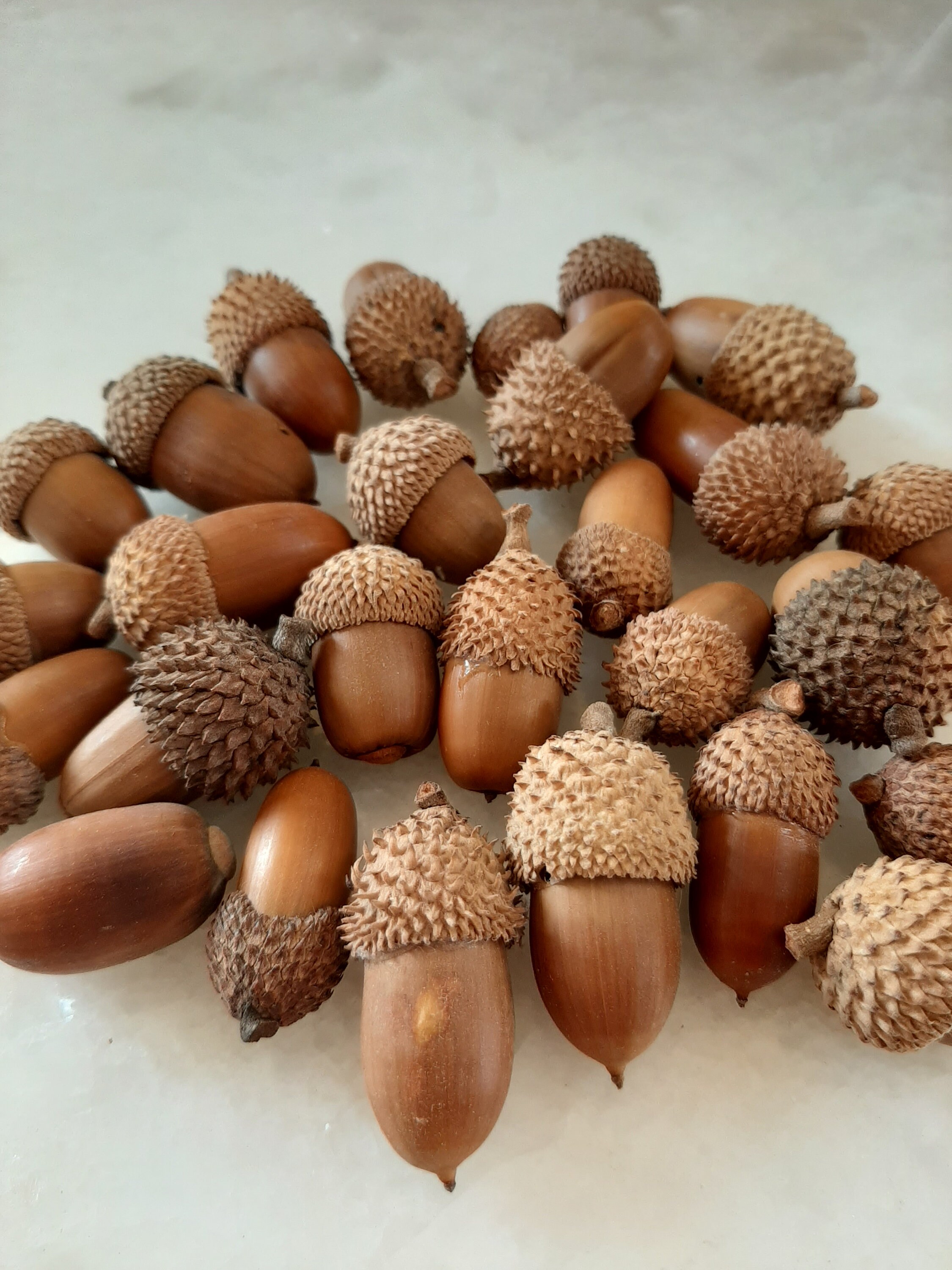 Real Acorns 30pcs Acorns Seeds With Cups Fall Autumn Etsy