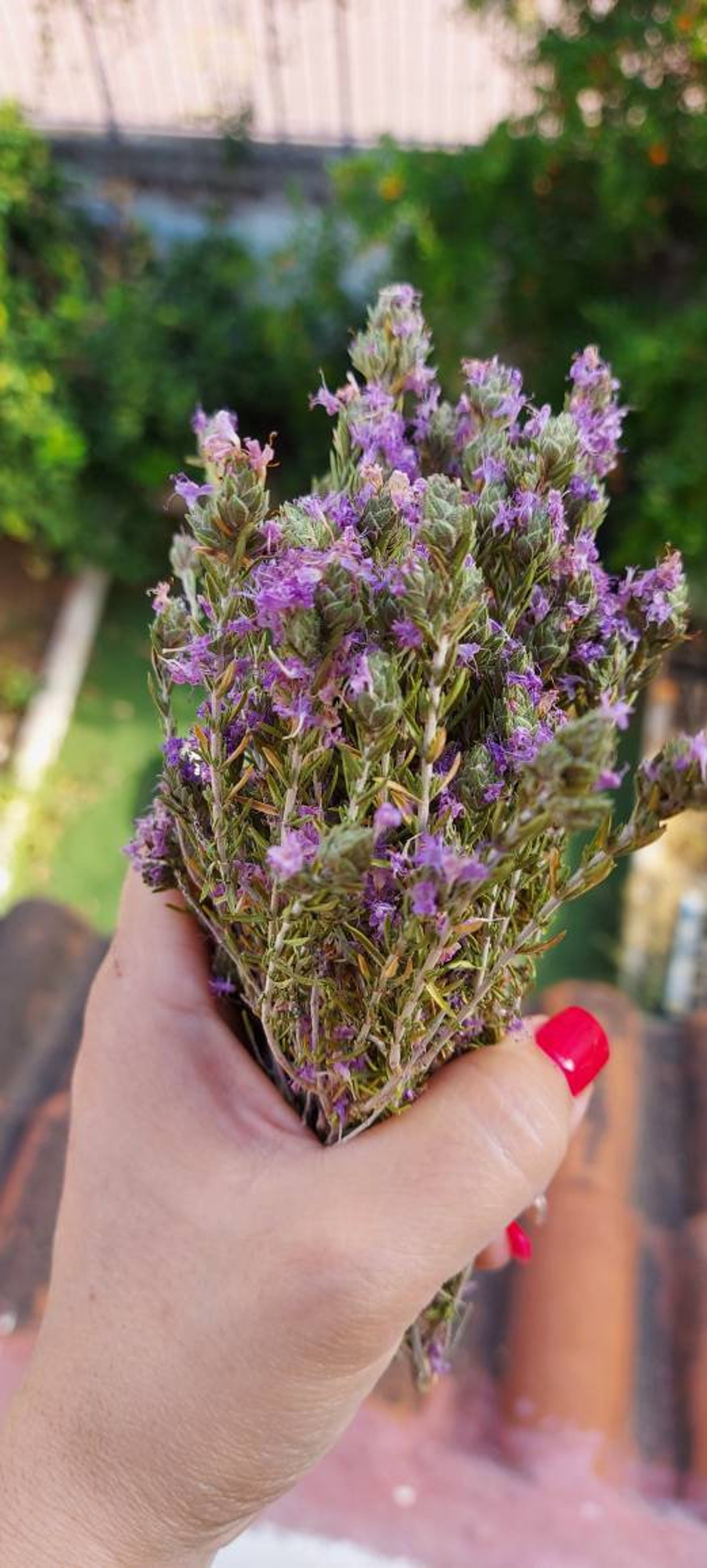 Organic Dried Thyme Wild Greek Thyme Herb For Cooking Dried Etsy