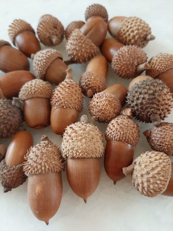 Acorn Ornaments Acorn Decor Bulk Acorns Tiered Tray Decor Etsy