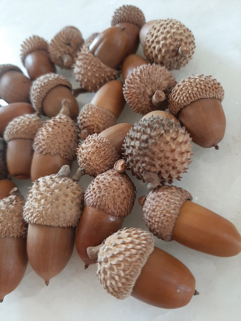 Real Acorns 30pcs Acorns Seeds With Cups Fall Autumn Etsy