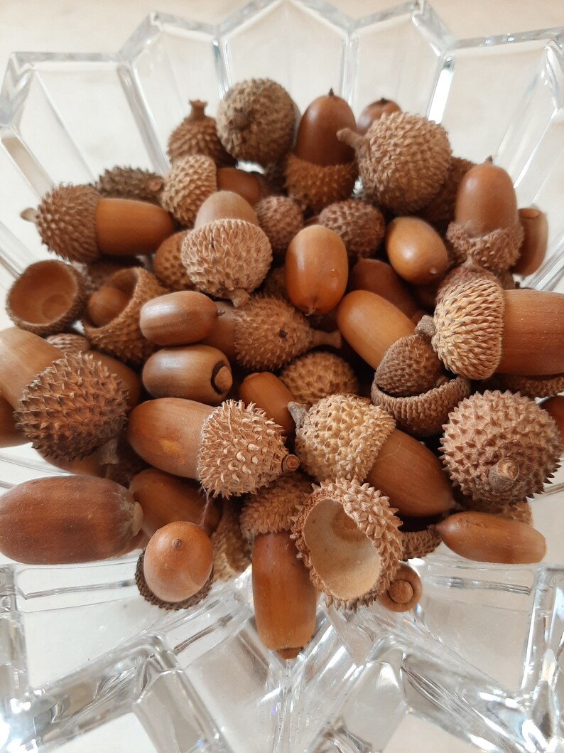 Real Acorns 30pcs Acorns Seeds With Cups Fall Autumn Etsy