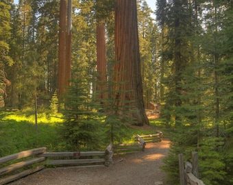 Sequoia Trees, Museum, Cabin, Yosemite, California,