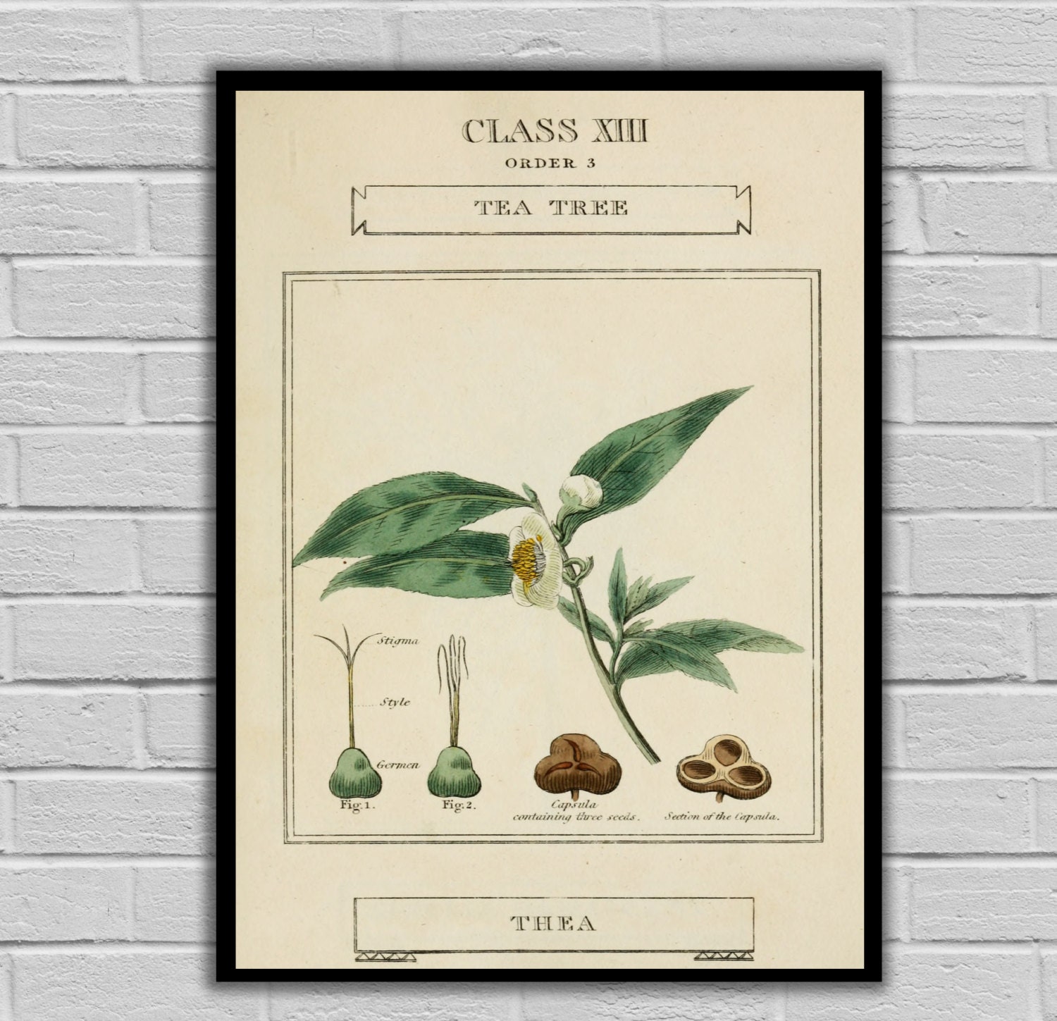 Vintage Botanical Art Tea Tree Vintage Botanical Art Print | Etsy