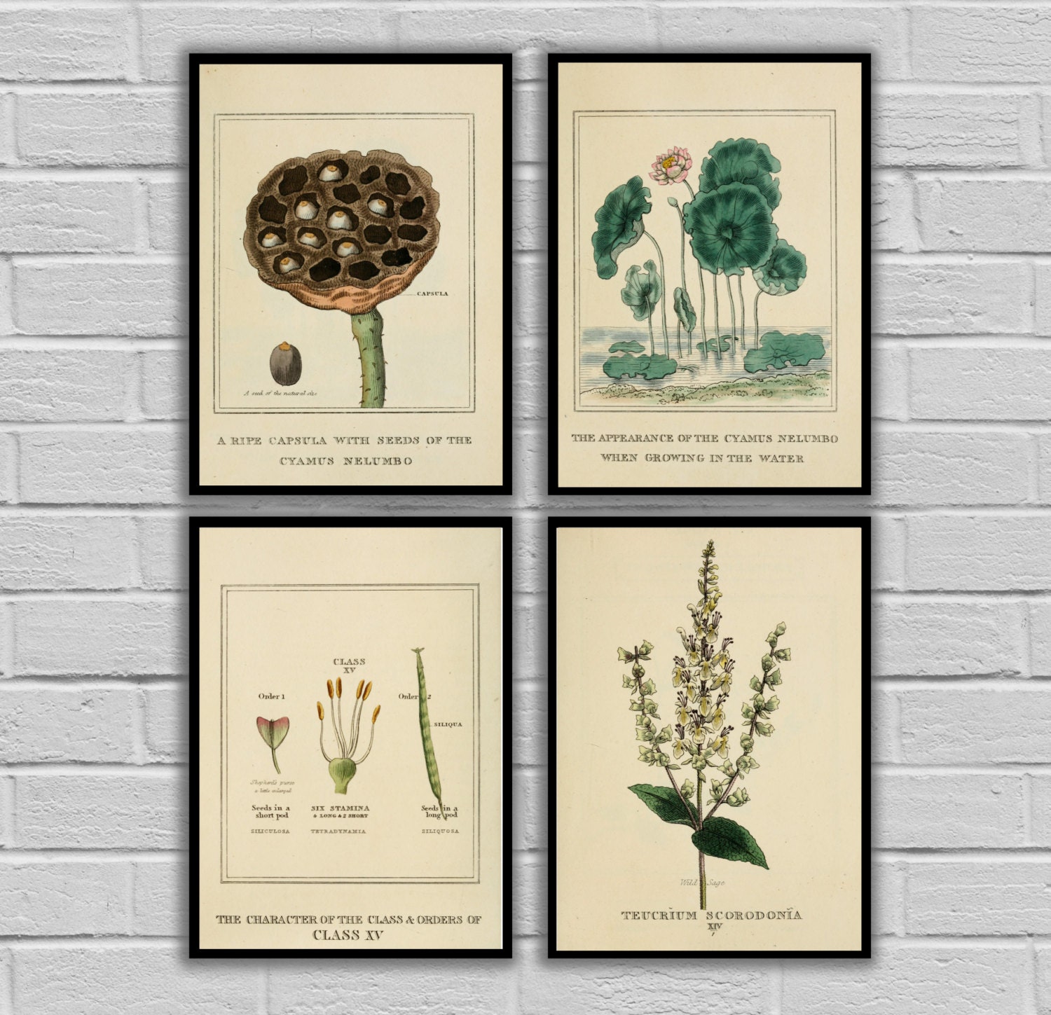 Vintage Botanical Prints Set Of 4 Print Or Canvas Antique Vintage Botanical Prints Set Of 4 Print Or Canvas Antique Plant Wall Art 172 175