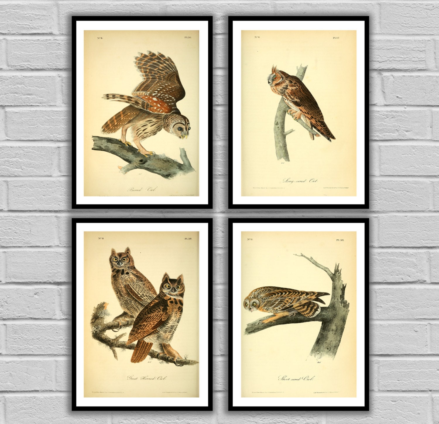 vintage owls vintage bird