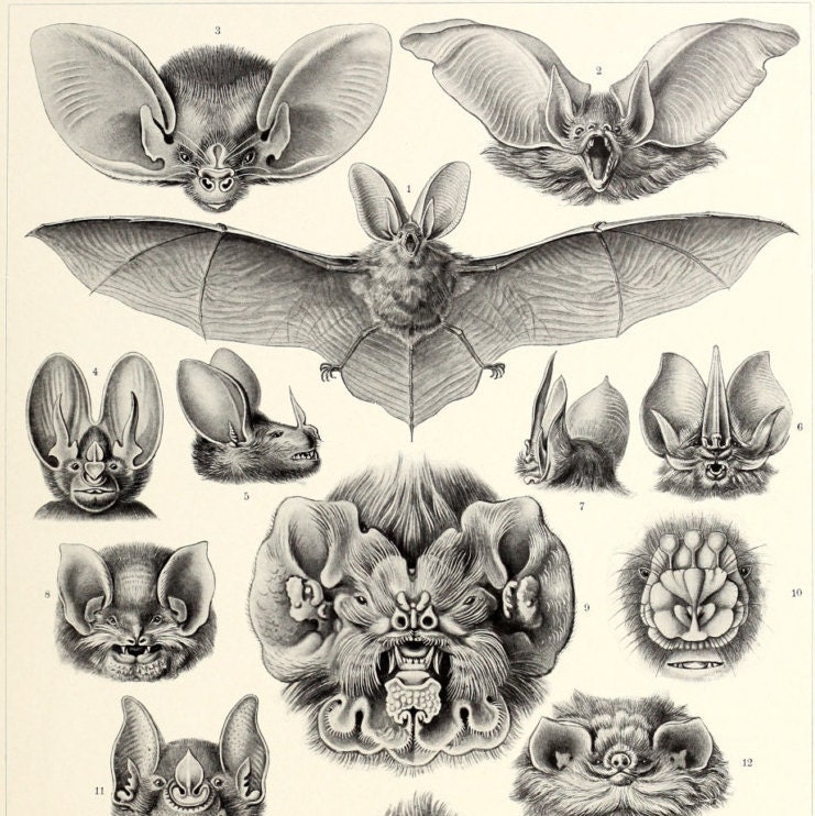 ernst haeckel bats print vampire bats poster ernst haeckel