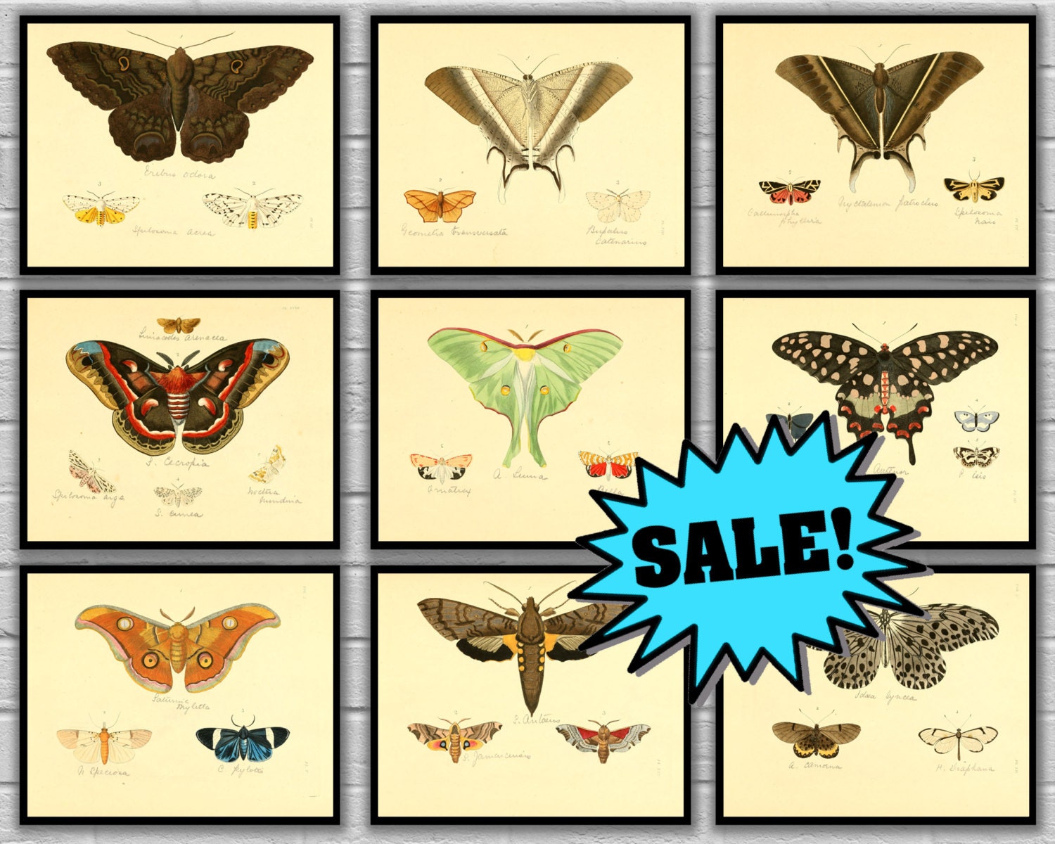 Papillon Butterfly Print Set Giclee Canvas Prints Posters Art