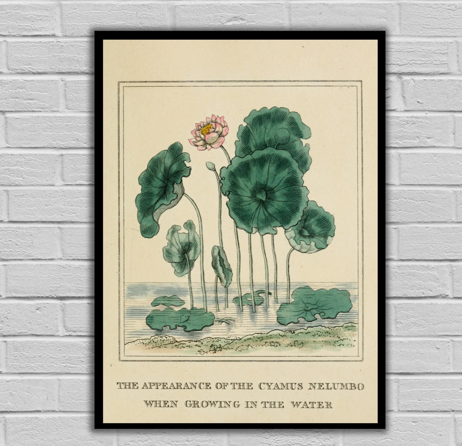Vintage Flower Art Water Lotus Botanical Print Vintage Flower Art Water Lotus Botanical Print Fl Canvas Wall Prints 173