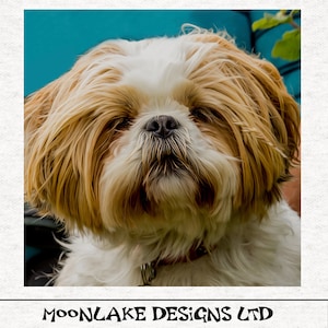 Shih Tzu Dog |  Fabric Panel | | Sewing | Craft | Printed Fabric Panels