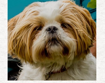 シーズー犬ファブリックパネル 36インチパネル by David Textiles / 犬