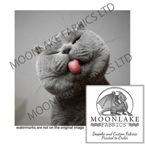 British Shorthair Smokey Cat  4 inches to 30 inches  100% Cotton or Polyester Sewing Baby quilt panel