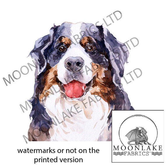 Bernese price 2025