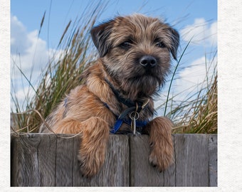 Border Terrier, Fabric Craft Panels in 100% Cotton or Polyester