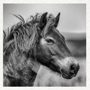 Pony head,black and white |Fabric Craft Panels 100% Cotton or Polyester