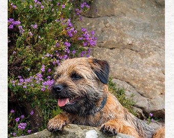 Border Terrier z tkaniną wrzosową | Panele do rękodzieła z tkaniny w 100% bawełnianej lub poliestrowej