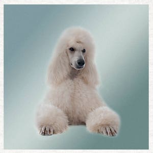 Poodle Dog, Fabric Panel | Quilting | Sewing | Craft | Printed Fabric Panels