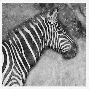 Zebra  print, black white and greys, fabric | Fabric Craft Panels in 100% Cotton or Polyester