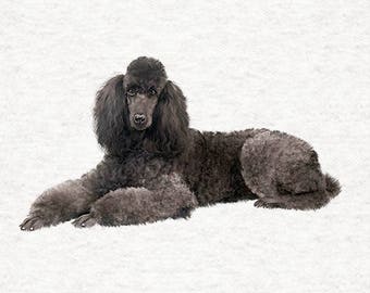 May include: A black standard poodle lying on a white background. The poodle has a long, curly coat and is looking directly at the camera.