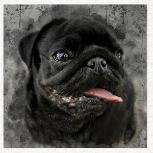 May include: A close-up of a black pug with its tongue sticking out. The dog has a black nose and brown eyes. The background is a blurred watercolor effect.