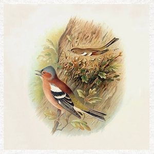 Vintage Chaffinch Garden Bird ,Fabric Craft Panels in 100% Cotton or Polyester