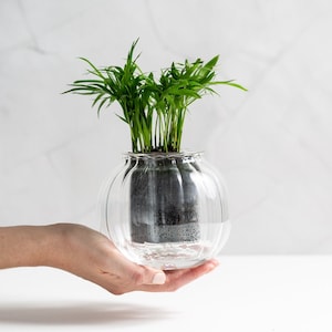 Op de afbeelding: Een kleine groene plant in een heldere glazen bolvaas met een textuur. De vaas wordt in een hand gehouden.