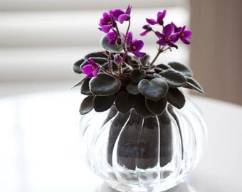 Small 'Retro' Self-watering Glass Pot by Cup O Flora