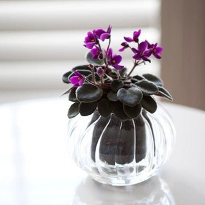 Pequeno vaso de vidro autoirrigável &quot;Retro&quot; da Cup O Flora