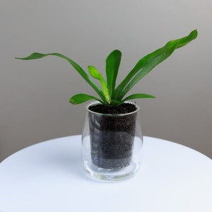 May include: A green plant with long, narrow leaves growing in a clear glass vase with a black soil base.