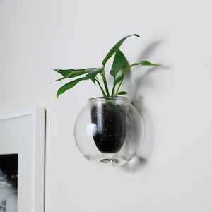 May include: A clear glass sphere planter with a green plant inside. The planter is mounted on a white wall.