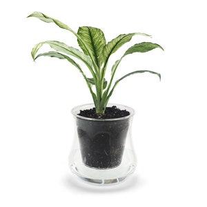 Puede incluir: Una planta de lirio de la paz variegada verde y blanca en una maceta de vidrio transparente con una maceta interior de plástico negro. La maceta tiene una base ancha y un cuello estrecho.