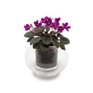 Op de afbeelding: Een kleine paarse Afrikaanse viooltjesplant in een glazen pot met een schotel. De plant bloeit met verschillende paarse bloemen.