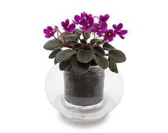 Small Self-Watering Glass Pot – Modern Planter