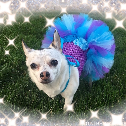 Icy Sky Blue Dog Dress Fancy Dog Dress Wedding Dog Dress Etsy