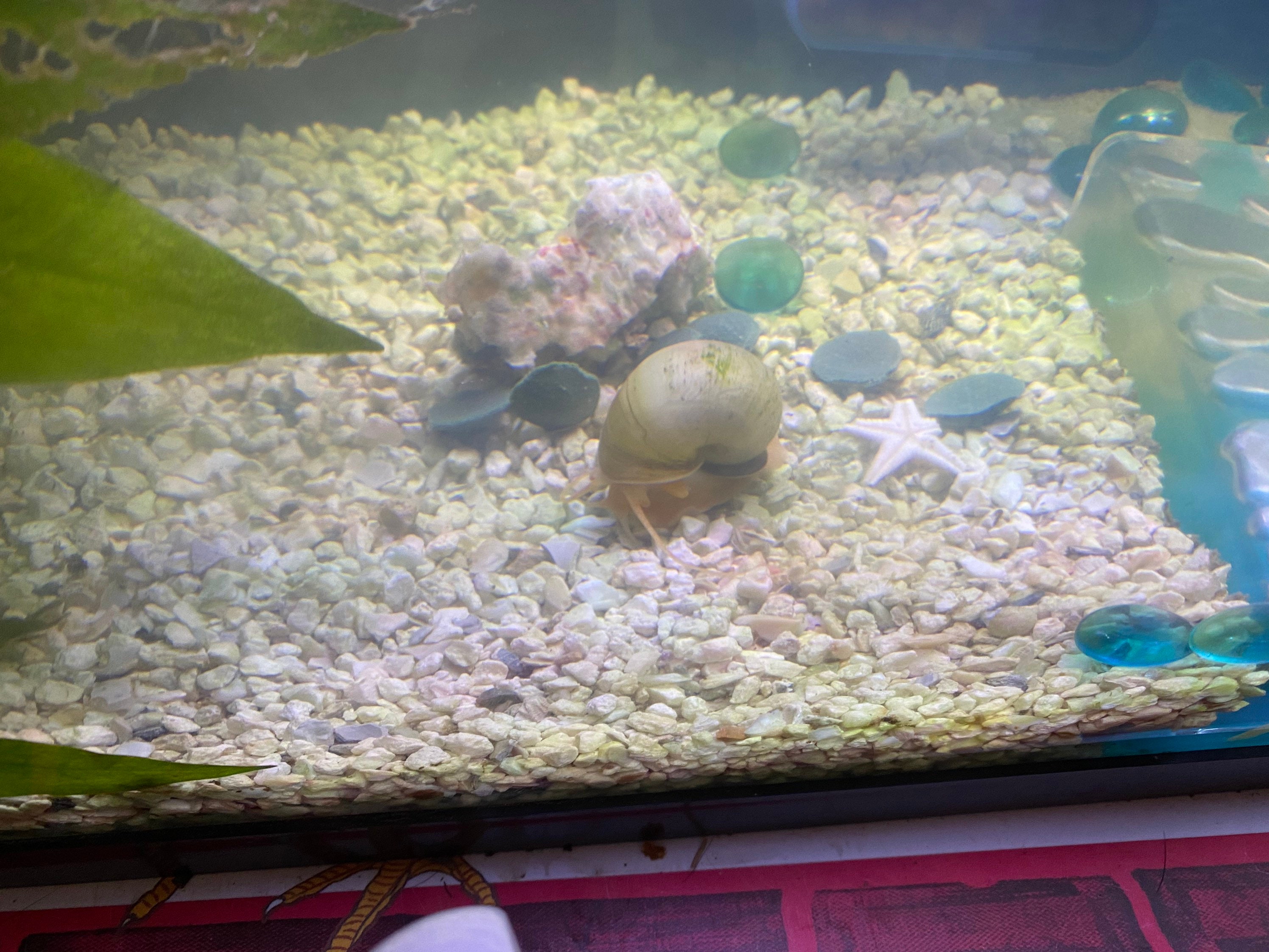 Ivory Mystery Snail 1 Egg Clutch Etsy