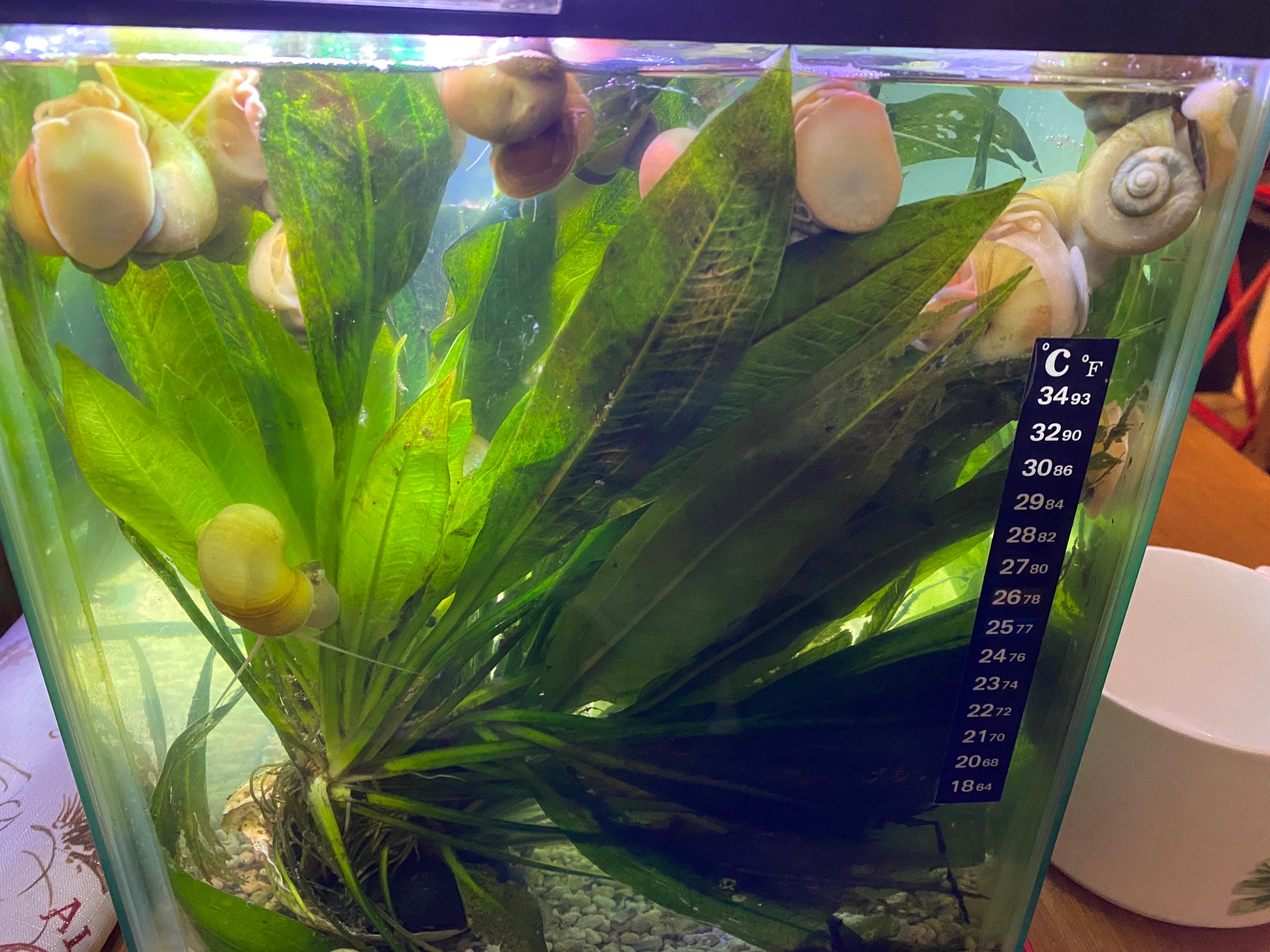 Ivory Mystery Snail 1 Egg Clutch Etsy