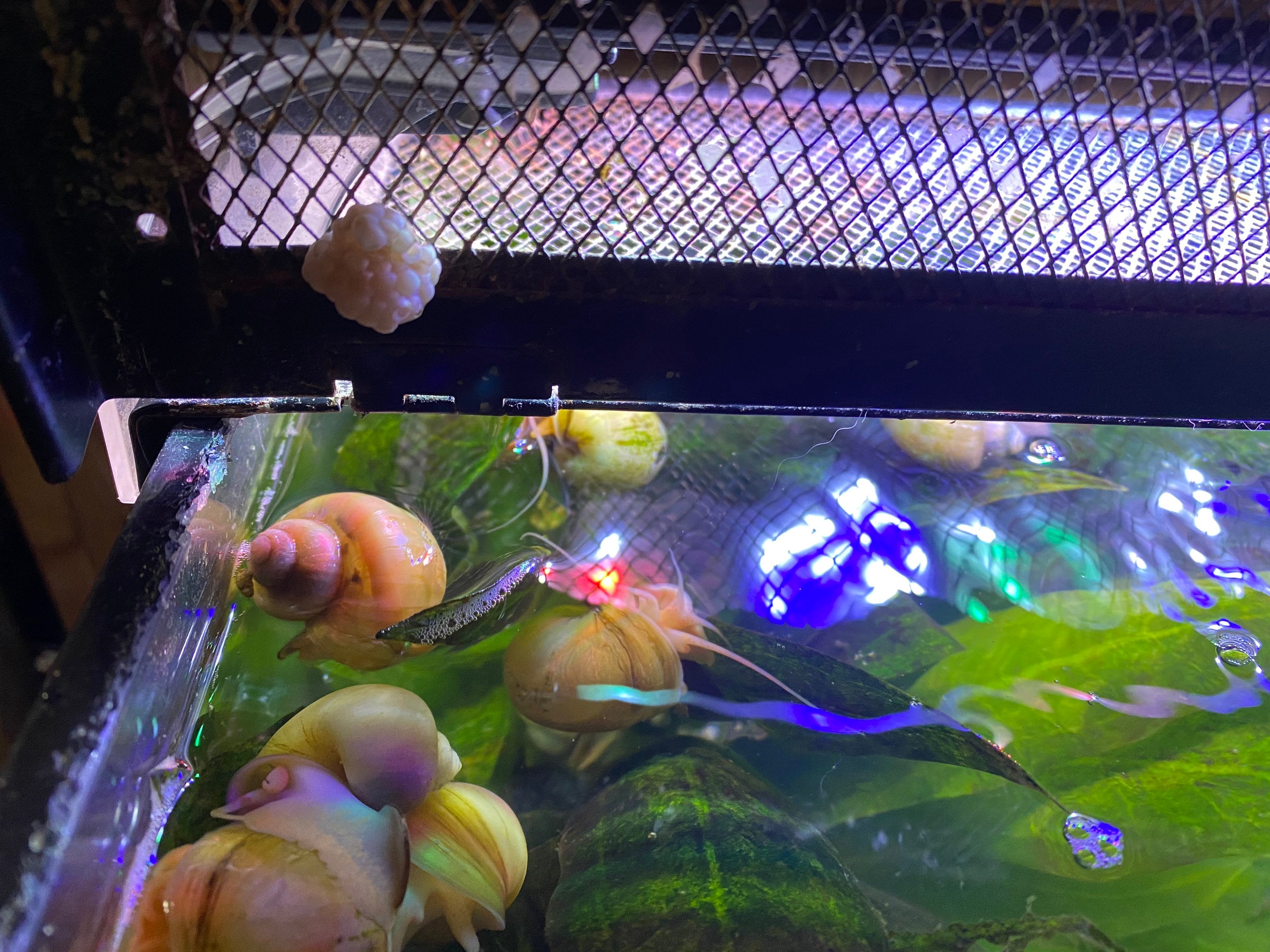 Ivory Mystery Snail 1 Egg Clutch Etsy