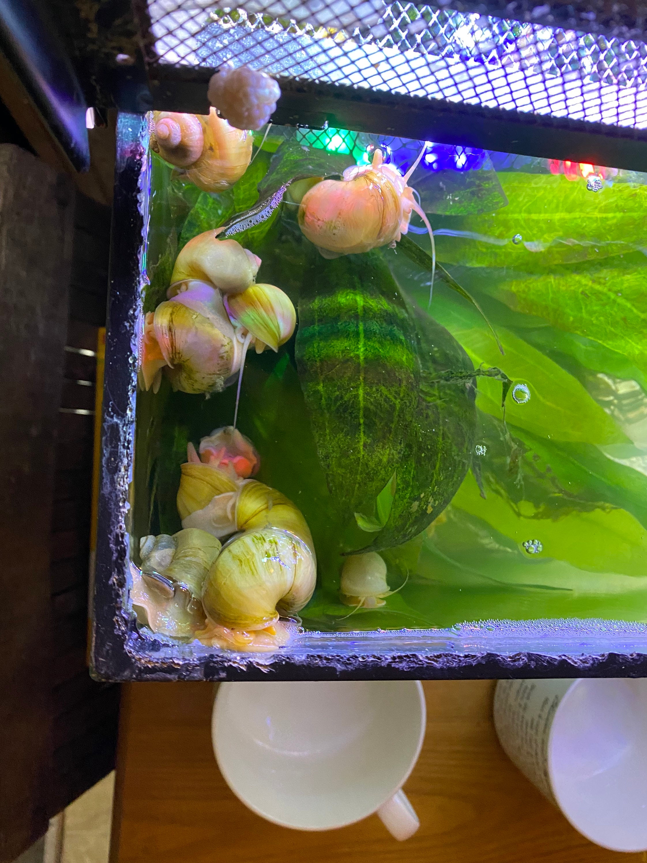 Ivory Mystery Snail 1 Egg Clutch Etsy