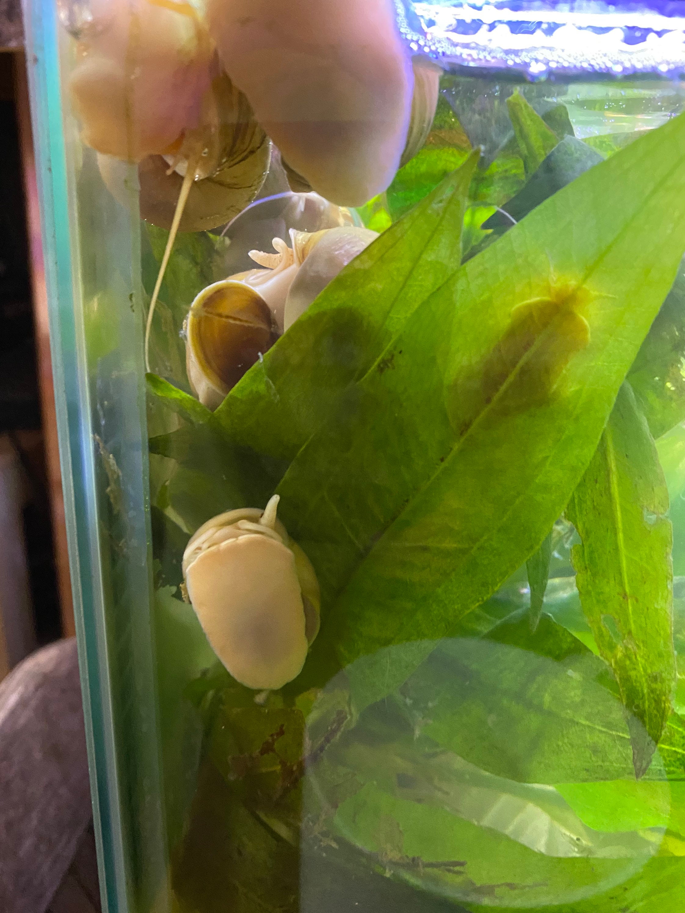 Ivory Mystery Snail 1 Egg Clutch Etsy