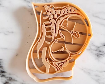 Pregnant Womb Fetus Anatomy Cookie Cutter - Maternity cookie cutter- Fast Shipping - Sharp Edges - Exceptional Quality