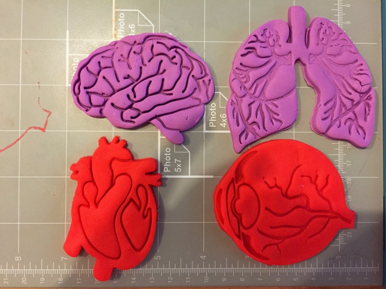Human Cutter Shape Human Tissue Anatomy Cookie Cutter (set of 4)- Fast Shipping - Sharp ...
