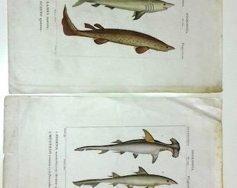 Antique print fishes 1830-1851