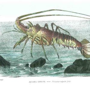 Könnte beinhalten: Eine detaillierte Illustration eines Hummers im Aquarellstil. Der Hummer ist in einem hellbraunen und rötlich-braunen Farbton dargestellt, mit ausgebreiteten Scheren und eingerolltem Schwanz. Der Hummer schwimmt in einem blauen und grünen Meer mit Felsen im Hintergrund. Der Text "AUSTA COMUNE - Palinuros vulgaris, Lat." ist unter dem Bild gedruckt.