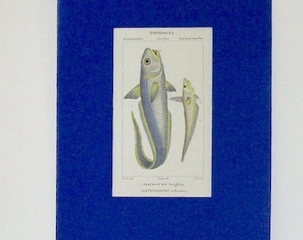 Ancient print, fishes 1830-1851 zoology
