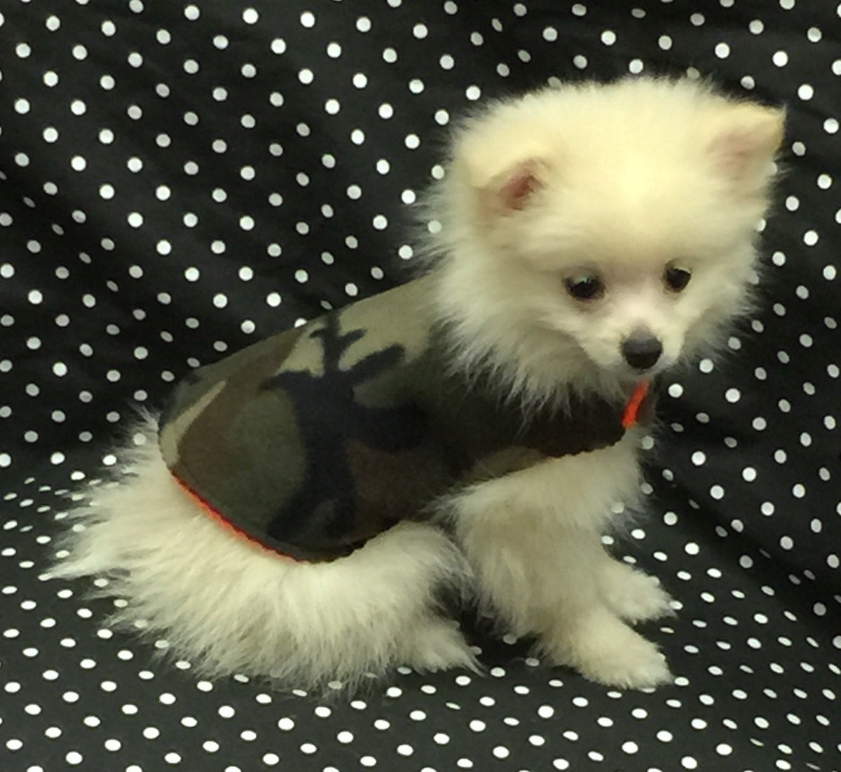 Camo Jacket Small Dog Coat Camouflage Small Dog Jacket Etsy