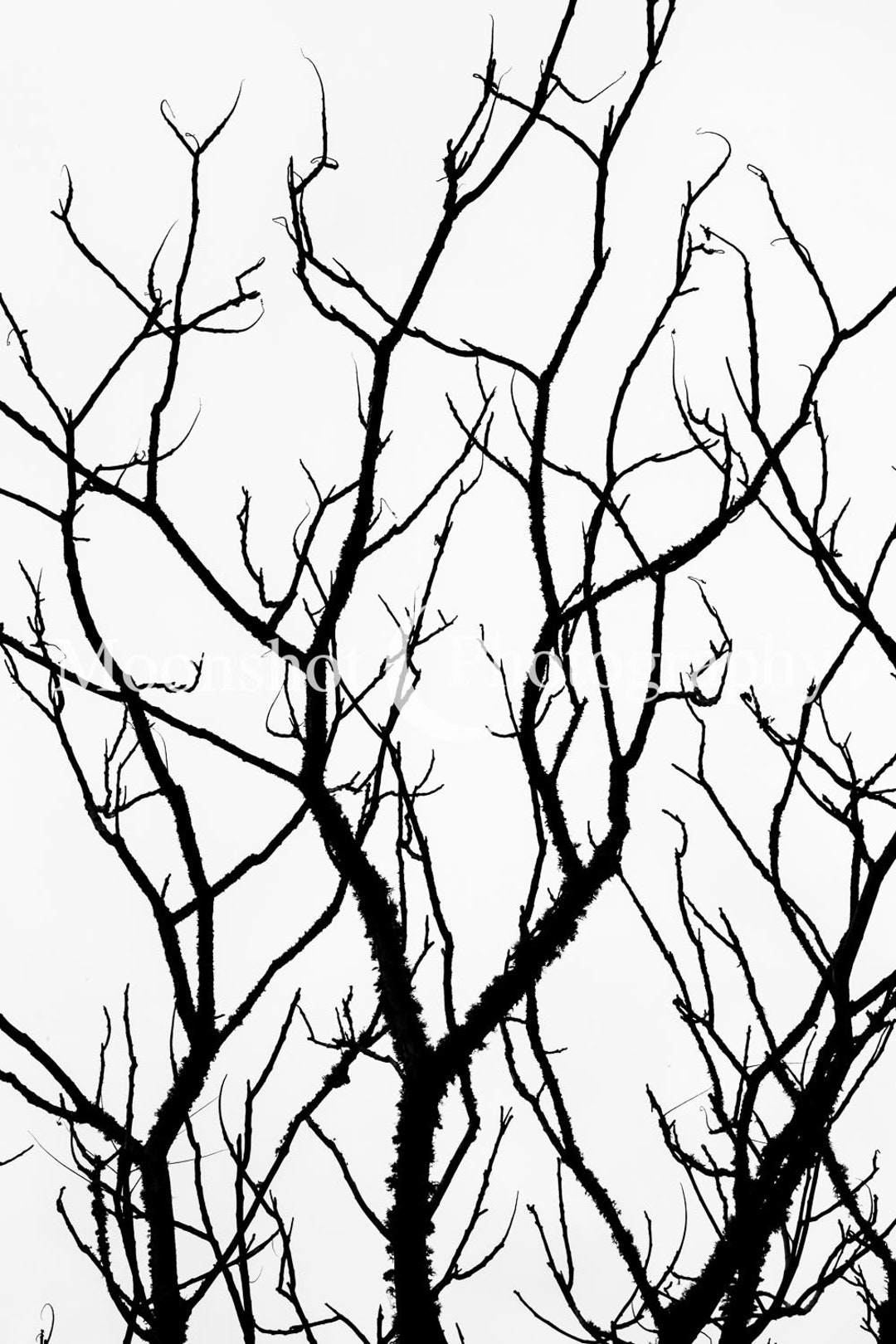Tree Branch Fractals (no. 12) - Etsy