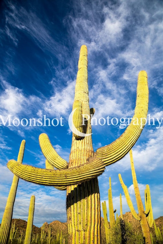 Saguaro Arms - Etsy