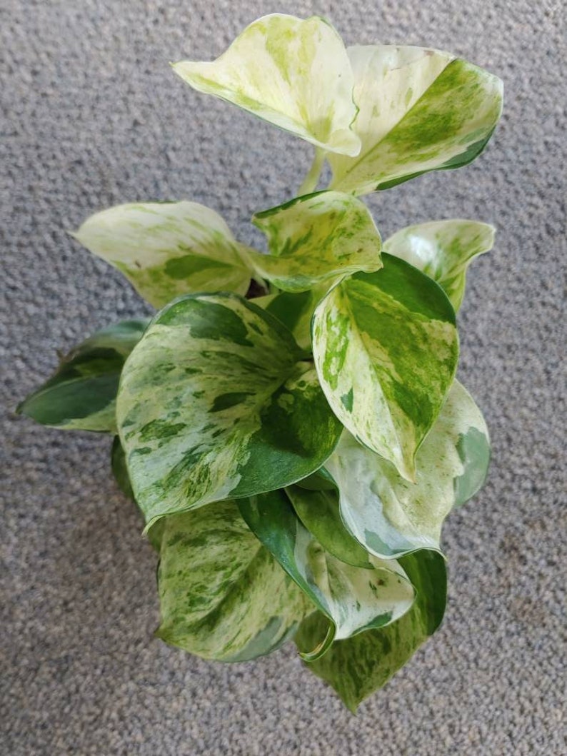 Pothos Manjula plant Epipremnum aureum FULL 3.5 inch pot Etsy