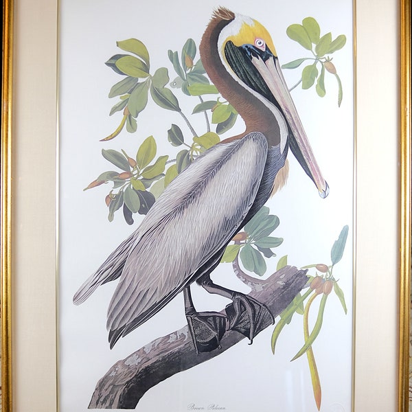 Framed Brown Pelican by John James Audubon, Princeton NJ Sealed, Limited Edition Number 110-1500, Very Rare Collection Art