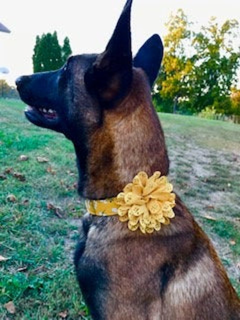 Mustard Dog Collar Girl Dog Collar With Flower Girl Dog Etsy